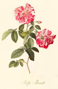 Rosa Mundi - Georg Dionysius Ehret